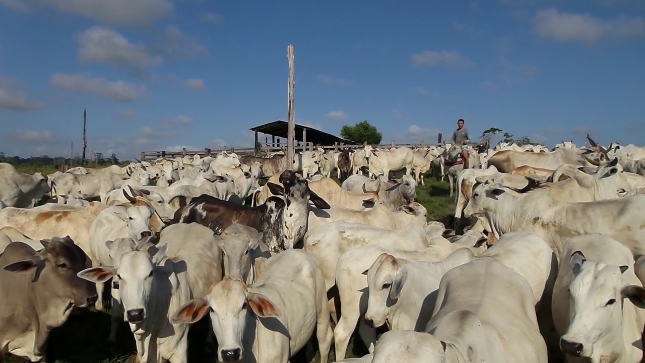 Adepará inicia campanha de atualização cadastral para rebanhos