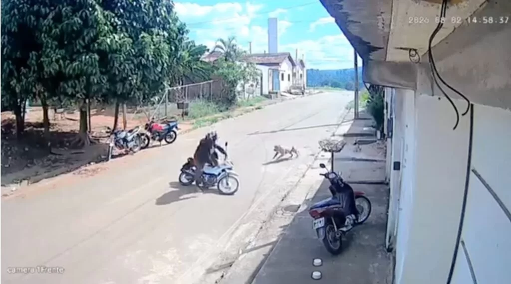 Pitbull ataca mulher em Parauapebas e faz vizinhos reféns