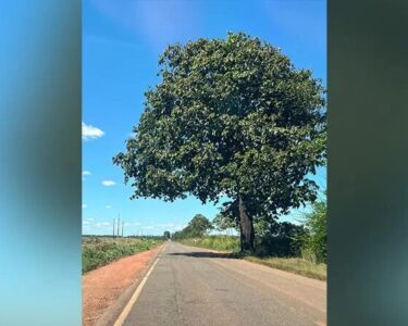 42 castanheiras guardam vestígios da história da PA-70