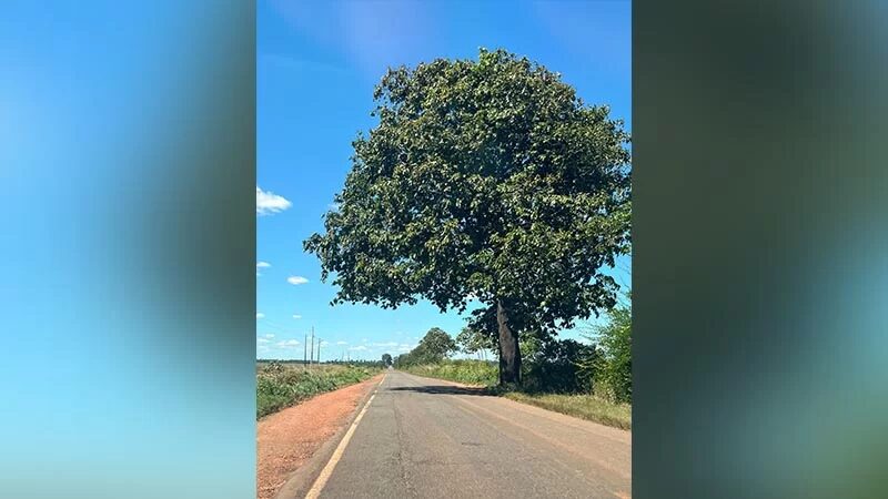 42 castanheiras guardam vestígios da história da PA-70