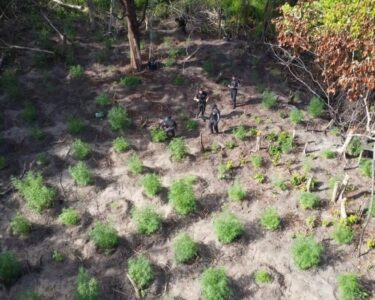 Cerca de 500 pés de maconha são destruídos em mata de Concórdia do Pará