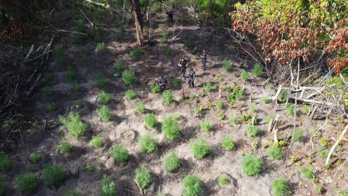 Cerca de 500 pés de maconha são destruídos em mata de Concórdia do Pará
