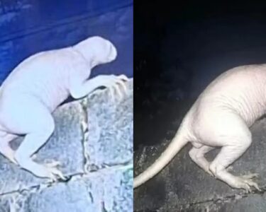 Criatura misteriosa ataca animais e assusta moradores no México