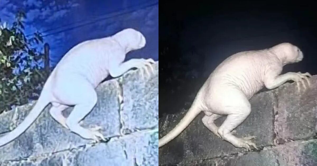 Criatura misteriosa ataca animais e assusta moradores no México