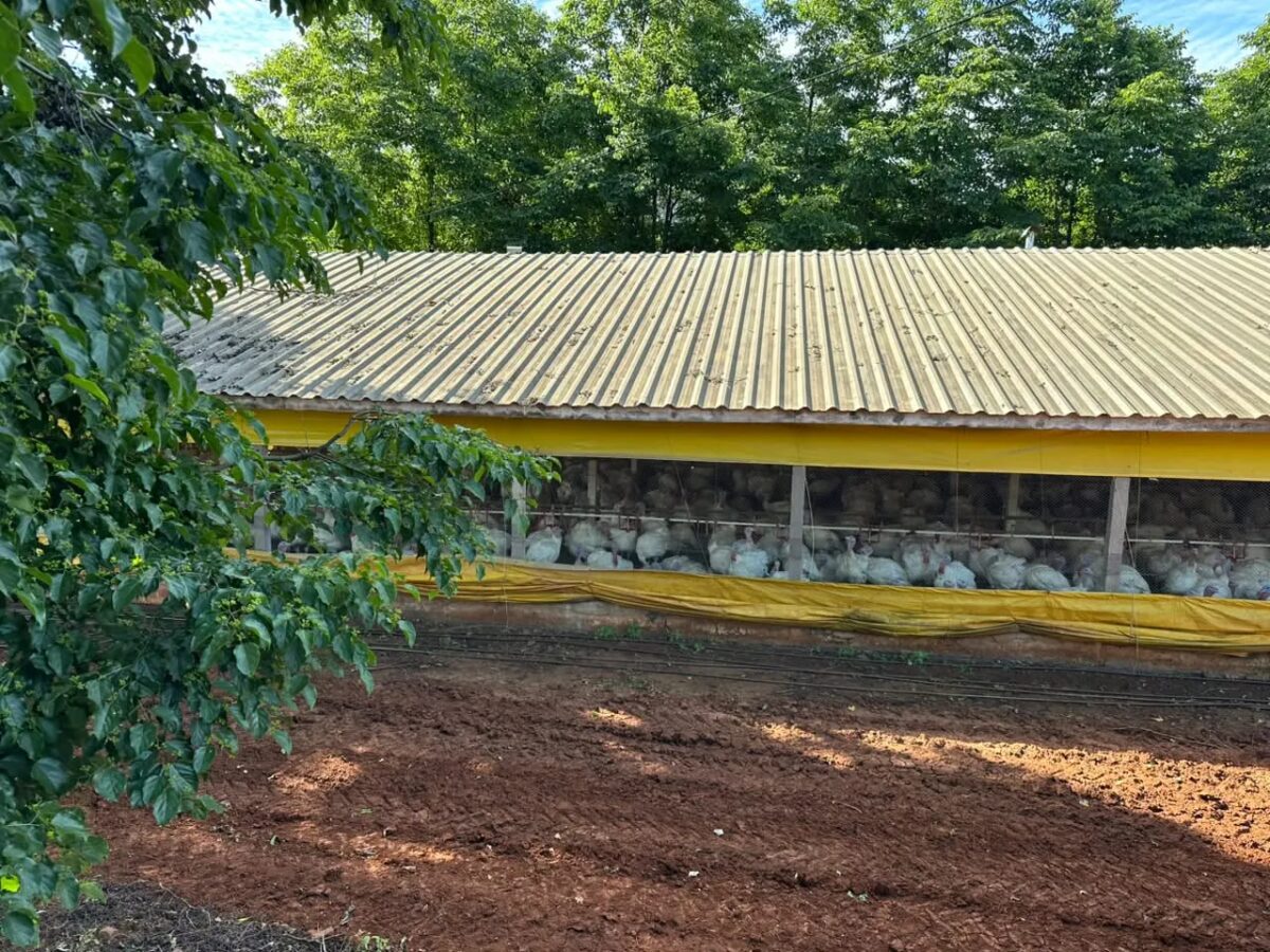 Doença de Newcastle: mais de 130 granjas são monitoradas em Santa Catarina