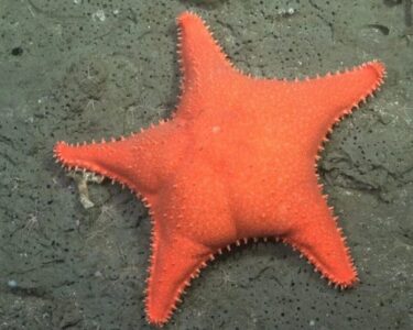 Expedição no fundo do mar descobre "Patrick Estrela" e mais 56 novas espécies