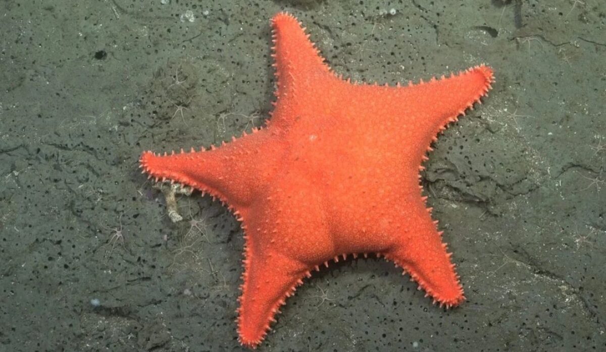 Expedição no fundo do mar descobre “Patrick Estrela” e mais 56 novas espécies