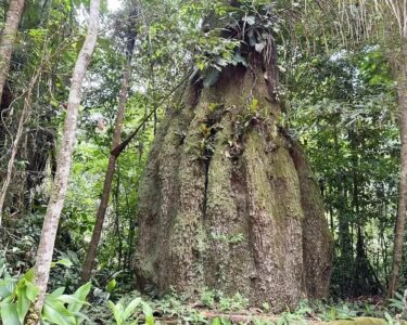 Lista das espécies da flora ameaçadas de extinção é atualizada