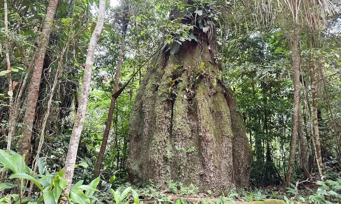 Governo federal atualiza lista oficial de plantas ameaçadas de extinção