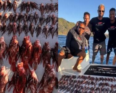 Mergulhadores capturam 138 peixes-leão em Fernando de Noronha