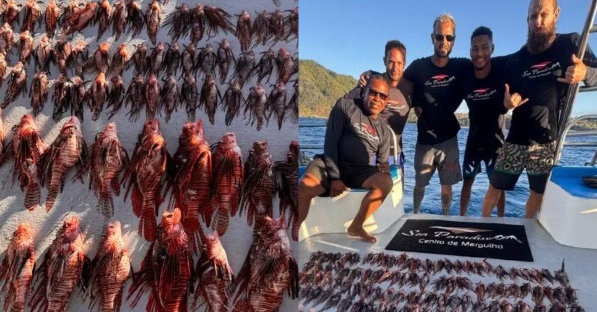 Mergulhadores capturam 138 peixes-leão em Fernando de Noronha