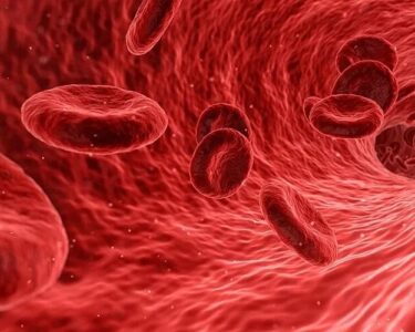 O ‘freio’ que pode abrir caminho para tratar doenças do sangue