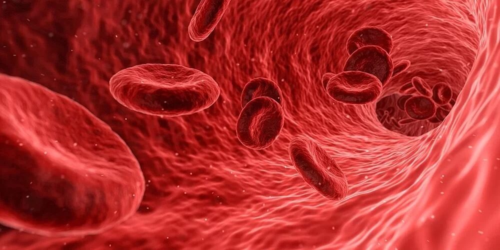 O ‘freio’ que pode abrir caminho para tratar doenças do sangue