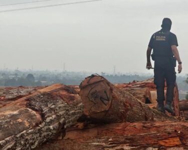 PF e Ibama investigam comércio ilegal de madeira em São Domingos do Araguaia