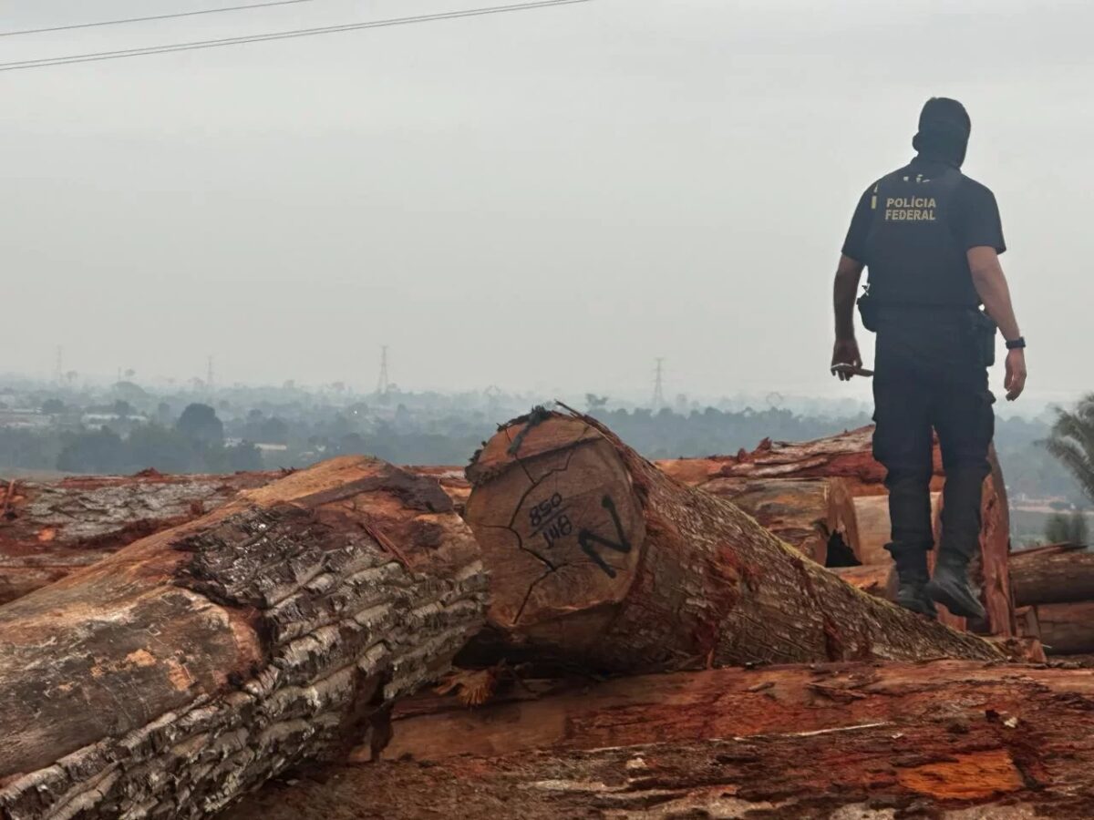 PF e Ibama investigam comércio ilegal de madeira em São Domingos do Araguaia