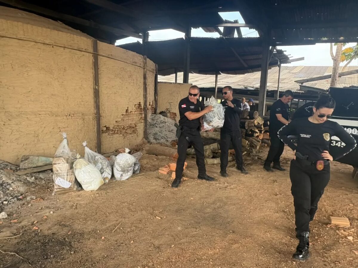 Polícia Civil destrói 130 quilos de entorpecentes em Eldorado do Carajás